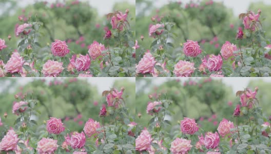 多朵粉红玫瑰在雨中摇曳，特写高清在线视频素材下载