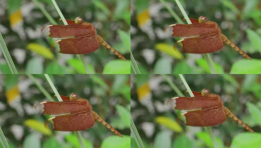 红草鹰蜻蜓(Neurothemis波动)，也被称为普通阳伞。高清在线视频素材下载