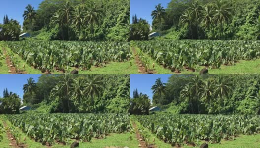 拉罗汤加库克群岛种植芋头高清在线视频素材下载