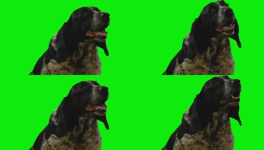 狗在绿色屏幕上看着前面高清在线视频素材下载