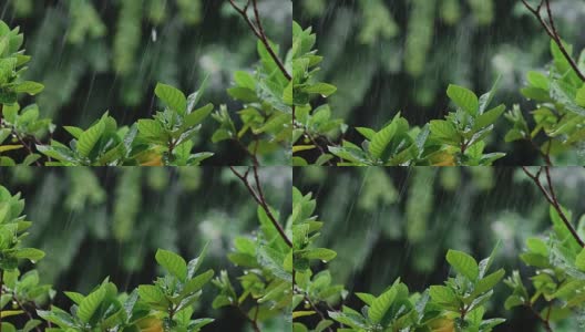 近观翠绿鲜叶枝头下的热带雨水滴落在花园里，分辨率为4K Dci高清在线视频素材下载