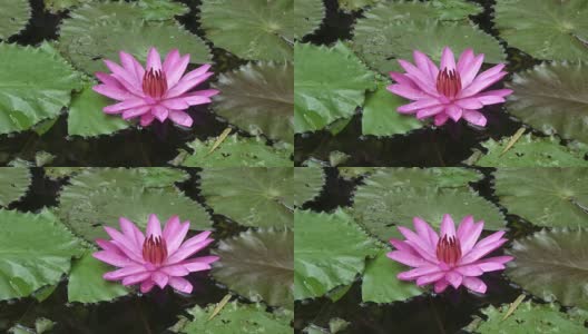 粉红色的莲花在水库中绽放。剪辑4k高分辨率高清在线视频素材下载