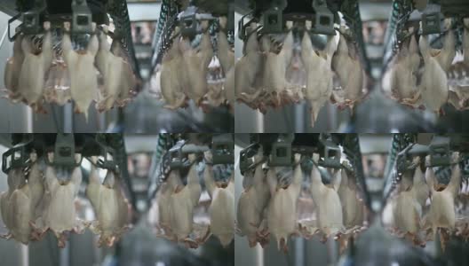 鸡肉生产线。食品行业。高清在线视频素材下载