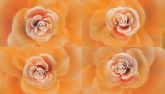 玫瑰花的特写，抽象的背景高清在线视频素材下载