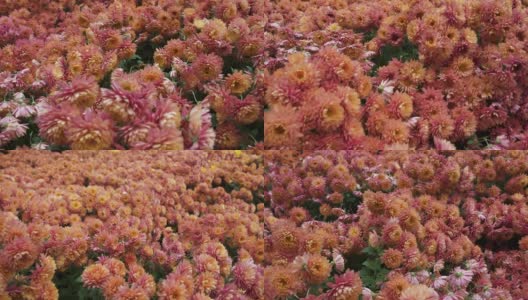 镜头掠过一片粉红色和橙色花朵的林间空地高清在线视频素材下载