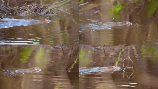 一只麝鼠正游过德国北部的一条小河高清在线视频素材下载