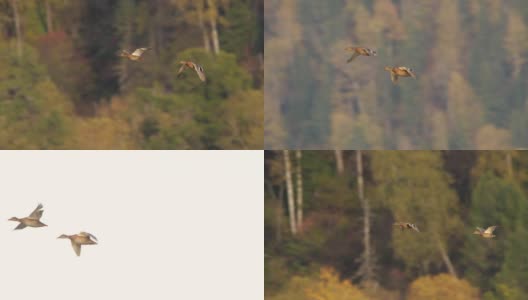 阿尔泰自然保护区野鸭飞行的慢镜头高清在线视频素材下载