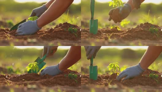 双手在手套中播种幼苗，在土壤中缓慢运动高清在线视频素材下载