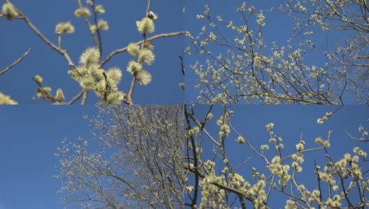 春天开花的山杨柳枝条上有柳絮，放大了高清在线视频素材下载