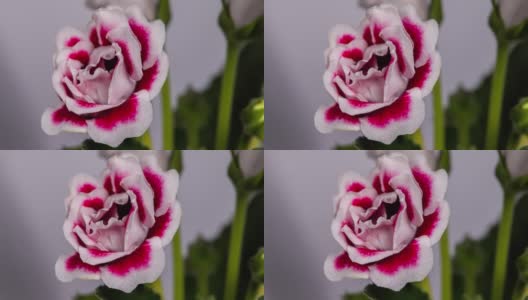 详细的宏观时间流逝的一朵盛开的花。都铎王朝的玫瑰高清在线视频素材下载