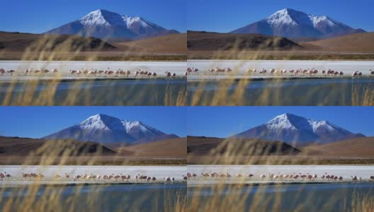火烈鸟在玻利维亚湖觅食，以雪山为背景，草地在前景上摇摆高清在线视频素材下载