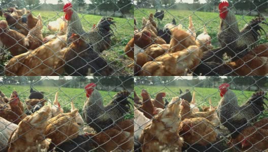 放养鸡和公鸡在草地后面的铁丝网- 4K和音频可用高清在线视频素材下载