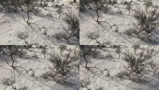 石楠属冬季自然背景高清在线视频素材下载