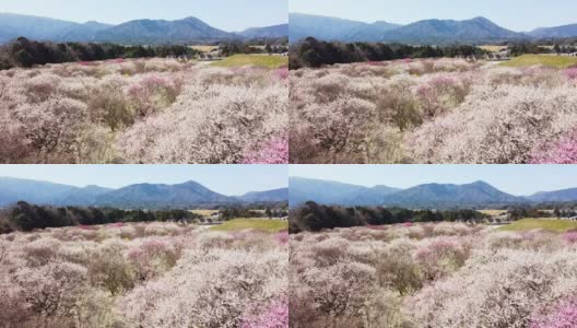 空中向后飞行，飞过千姿百色的梅花树高清在线视频素材下载