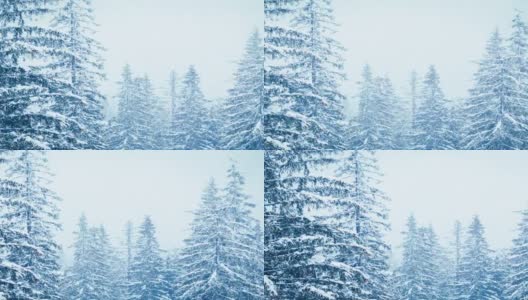 冬天下雪的森林里，柔软的雪花在圣诞节的早晨飘落。冬天的风景。雪覆盖的树木高清在线视频素材下载