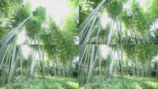 美丽的竹林在传统公园白天宽镜头倾斜手持高清在线视频素材下载