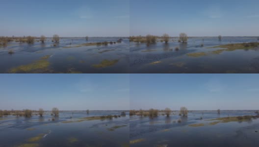 在高水位期间，树木被水淹没。树在水中。白俄罗斯图罗夫附近普里皮亚季河的春天洪水景观。高清在线视频素材下载