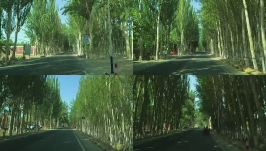 和田是新疆省白杨树大道高清在线视频素材下载