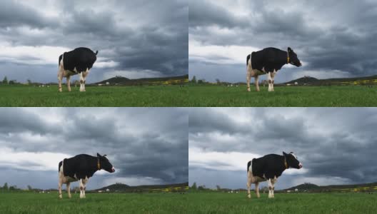 在Bad Colberg附近草地上的黑白奶牛高清在线视频素材下载