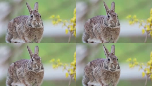 小棉尾兔站着动着嘴，背景显得说话柔和高清在线视频素材下载