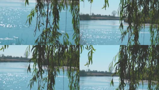 柳树的叶子生长在蓝色的水中间。绿色的柳叶在风中摇曳。秋天的自然景观清新绿色的柳枝在散景湖背景的微风中摇曳高清在线视频素材下载
