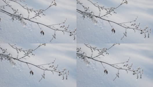 美丽的冻草在冬天的阳光下结出雪花晶体，阳光洒在雪天冬天的风景上。自然背景与闪闪发光的雪下的植物。寒冷的冬天的早晨。背光。关闭了。宏。高清在线视频素材下载