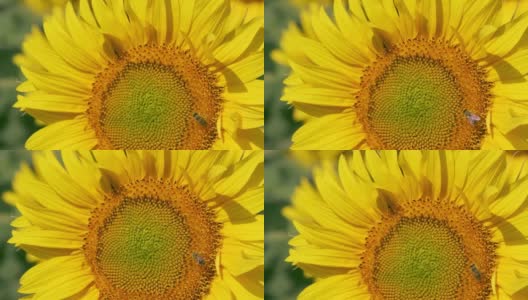 授粉蜜蜂在向日葵慢动作镜头。高清在线视频素材下载