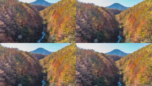 延时:中津川桥与秋红叶森林，相珠松，日本福岛高清在线视频素材下载