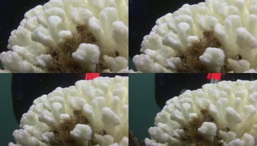 加拉帕戈斯群岛海床上的白色珊瑚。高清在线视频素材下载