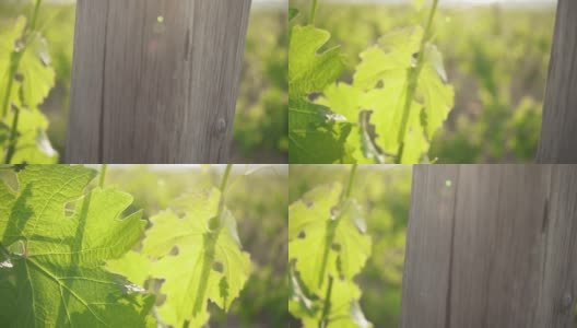 慢镜头大的绿色葡萄叶子在阳光下高清在线视频素材下载
