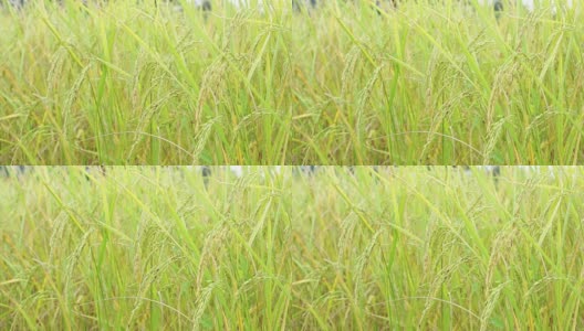 泰国乡村的稻田，高清在线视频素材下载