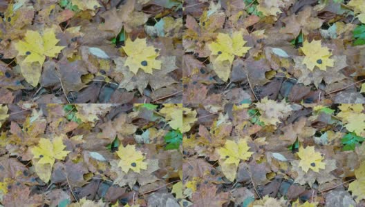 秋天，散落在地上的枫叶高清在线视频素材下载