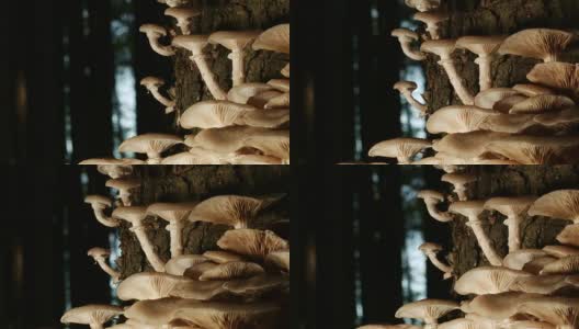 多莉:森林里的蘑菇高清在线视频素材下载