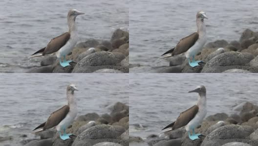 在加拉帕戈斯群岛lobos岛的岩石海岸上的蓝脚鲣鸟高清在线视频素材下载