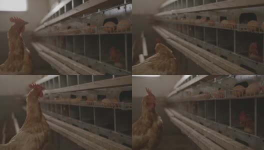 母鸡看着蛋养鸡场里的笼子高清在线视频素材下载