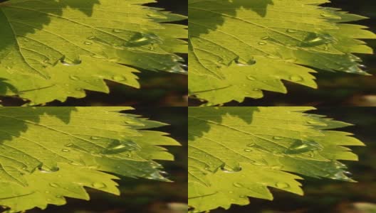雨后，晶莹的水珠滴在新鲜的绿色葡萄叶子上高清在线视频素材下载