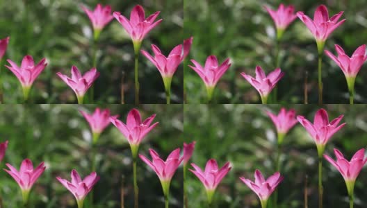 粉红色的雨百合花在风中吹在模糊的自然背景高清在线视频素材下载