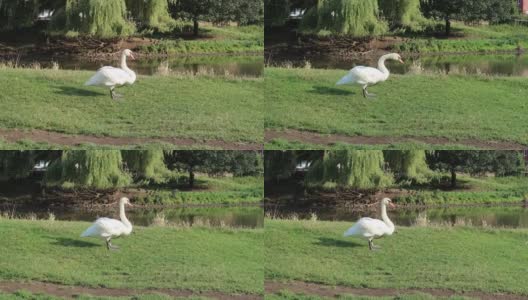 天鹅在水草地上吃草或吃草。萨福克萨德伯里斯图尔河附近高清在线视频素材下载