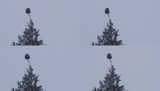 白俄罗斯，冬天松树林中的普通乌鸦高清在线视频素材下载