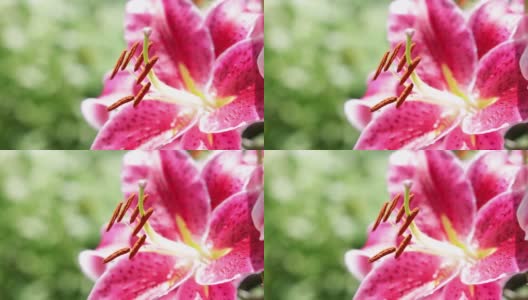 夏日花园中的粉红百合特写高清在线视频素材下载