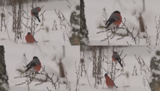 白俄罗斯红腹灰雀在冬季吃种子高清在线视频素材下载