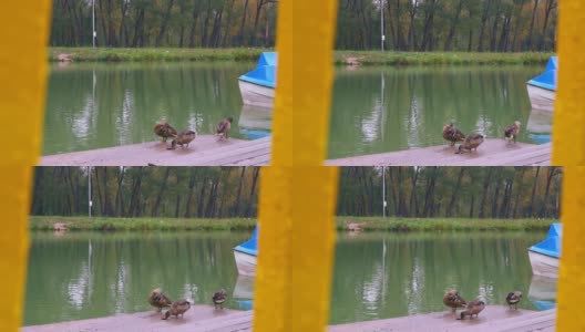 游船停泊的码头上，野鸭在城市池塘里游过泳后，擦着翅膀。城市公园里野生鸟类的生活高清在线视频素材下载