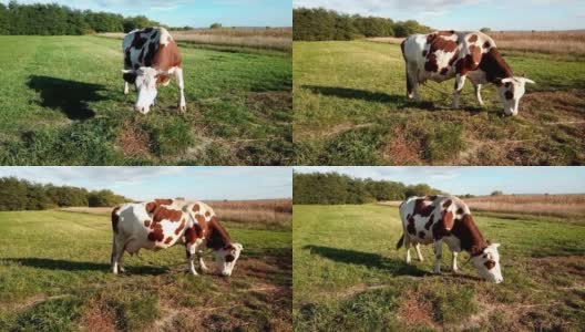 一头牛在吃草——马拉穆勒斯，罗马尼亚高清在线视频素材下载