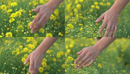女人的手摸着菊花。高清在线视频素材下载