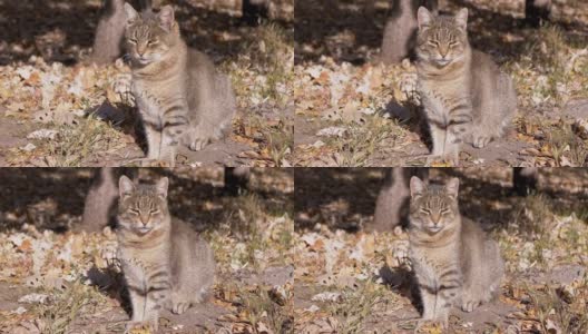 一只灰色的睡眼惺忪的虎斑猫坐在地上，在阳光下取暖。变焦高清在线视频素材下载