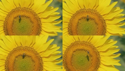 授粉和飞行的蜜蜂在向日葵与慢动作镜头。高清在线视频素材下载