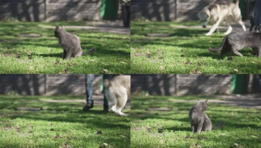 灰色的猫在阳光下，在绿色的草地上四处张望，慢动作中，模糊的alabai出现在背景中。害怕的动物远离危险的纯种宠物。高清在线视频素材下载
