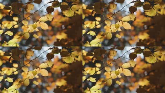 Autumn. Fall scene. Beauty nature scene trees and leaves. Nature background. Selective focus.高清在线视频素材下载