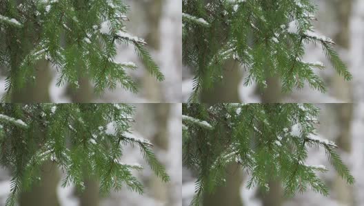 近距离镜头霜冻的冷杉树枝下的雪。冬季森林高清在线视频素材下载