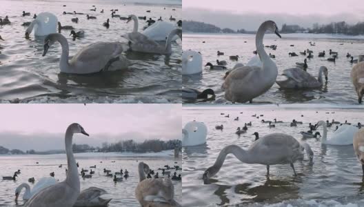 天鹅和鸭子在湖边饮水-慢速4K高清在线视频素材下载
